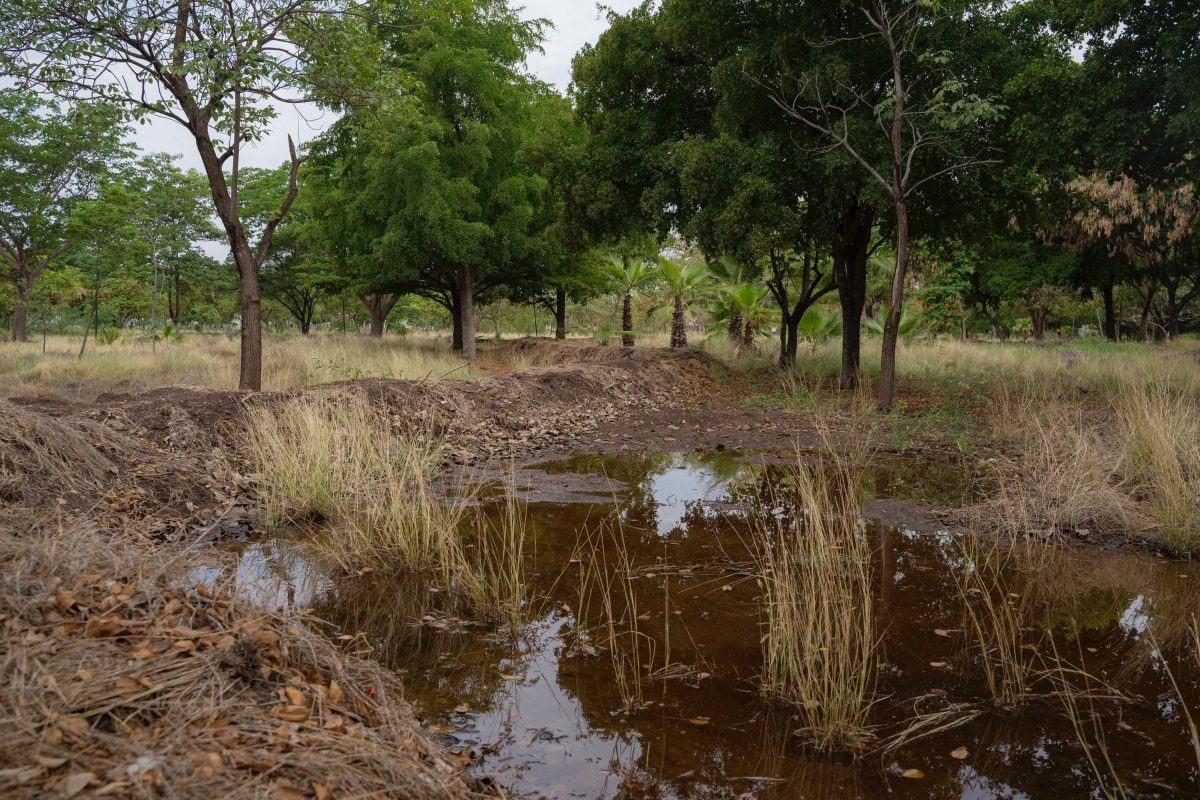 Con un sistema de bordos nivelados, el Parque Ecológico Culiacán aprovecha el agua de lluvia