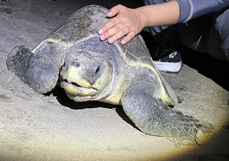 Desde el Programa de la Tortuga Marina en Playa Ceuta de la UAS se hizo la liberación de mil 400 crías, resultado de la anidación de 20 nidos