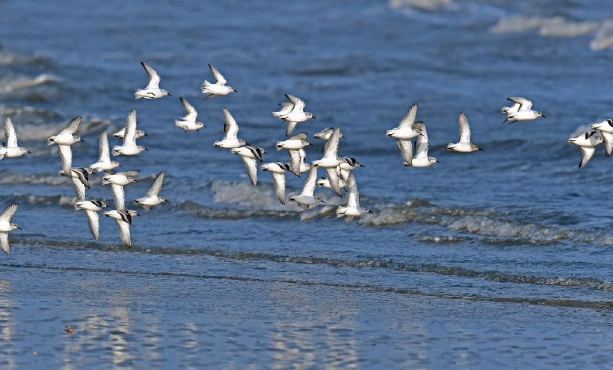 Sinaloa juega un importante papel en el desarrollo de la migración de las aves, aquí la relevancia de conservar los ecosistemas, señala especialista