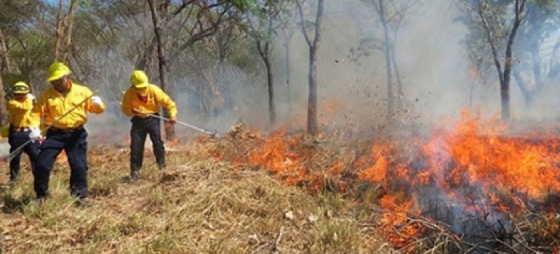 Los incendios forestales combinan los efectos de la sequía que se vive actualmente y los errores humanos al provocarlos en un 90% de los casos