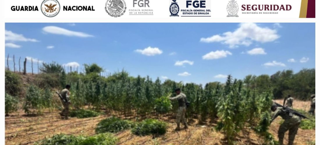 Grupo Interinstitucional asegura un plantío de marihuana en Culiacán