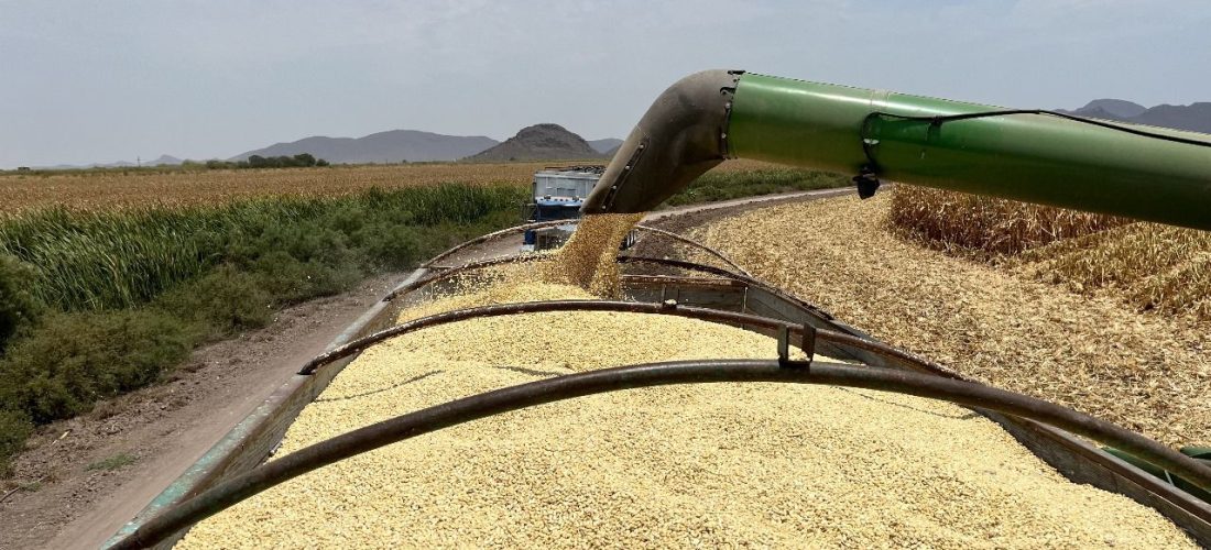Productores de Sinaloa en alerta por crisis en el sector maicero