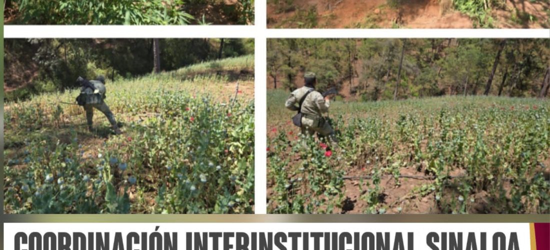 5 plantíos de marihuana y amapola fueron localizados y destruidos por el Grupo Interinstitucional en Badiraguato; fueron más de 3 mil m²